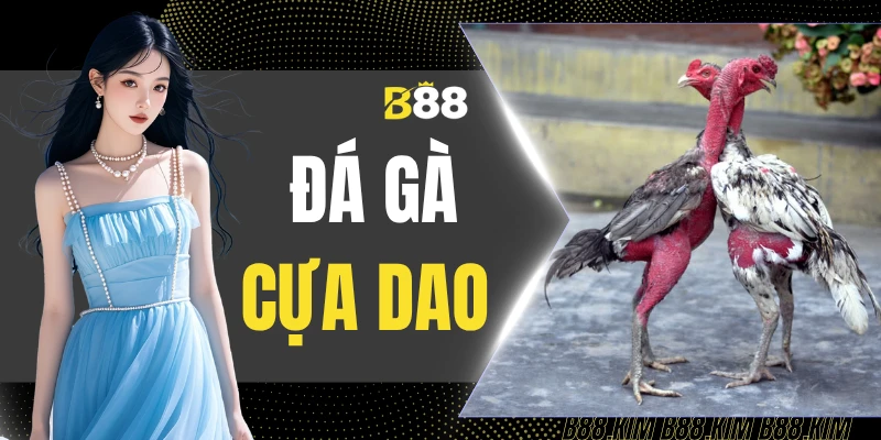 Đá Gà Cựa Dao