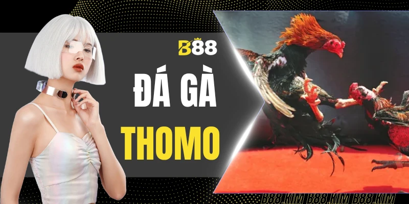 Đá Gà Thomo